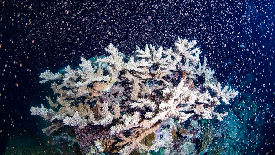 Desove de coral provoca erupción de color en la Gran Barrera