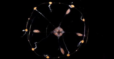 Leen la mente de una medusa haciendo brillar sus neuronas