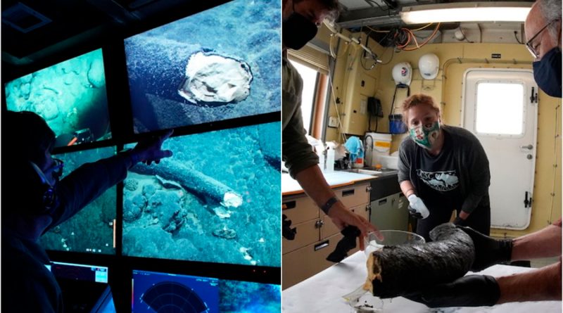 Descubren un colmillo de mamut intacto en lo profundo del Océano Pacífico