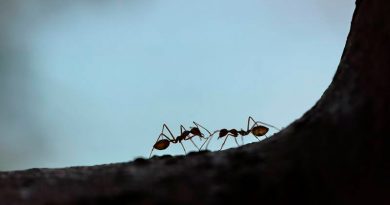 Hormigas carpinteras se ‘besan’ para intercambiar alimentos y proteínas con su saliva
