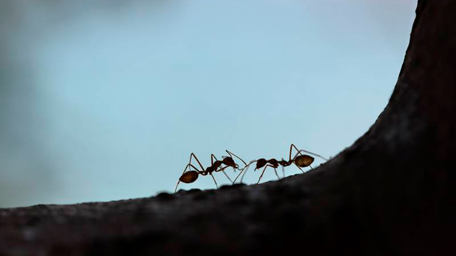 Hormigas carpinteras se ‘besan’ para intercambiar alimentos y proteínas con su saliva