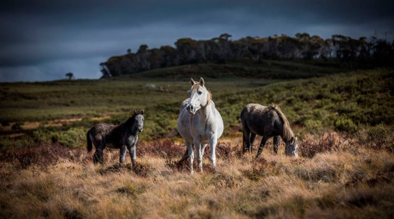 Enigma resuelto: descubren dónde y cuándo fueron domesticados los caballos