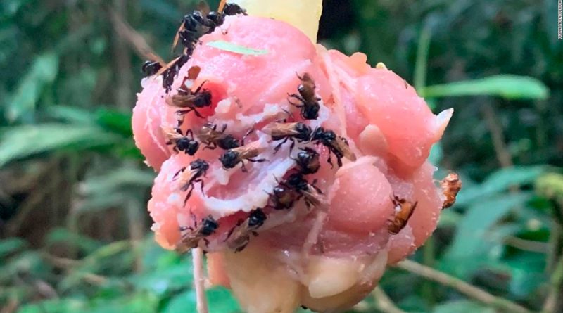 Increíble: descubrieron una especie de abejas "carnívoras"