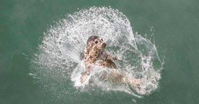 Científicos usan inteligencia artificial para calcular población de focas