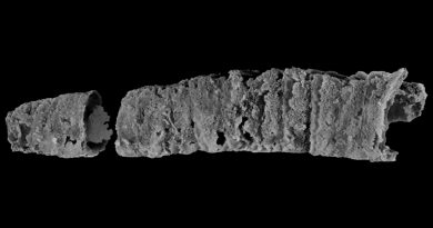 Hallan en Australia un gusano marino 'Excalibur' de hace 400 millones de años