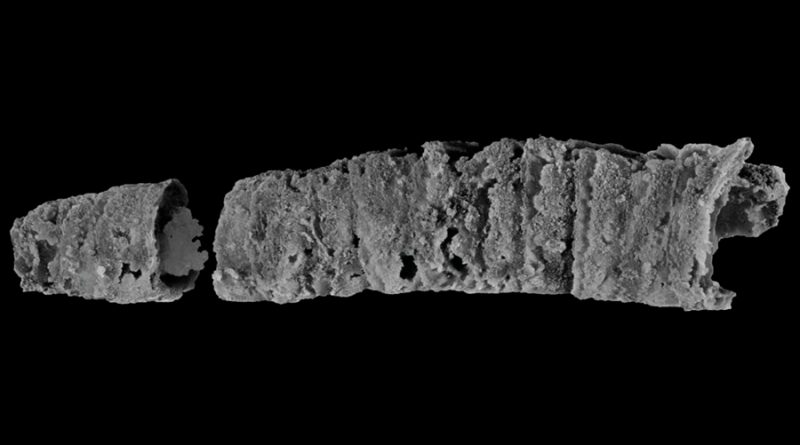 Hallan en Australia un gusano marino 'Excalibur' de hace 400 millones de años