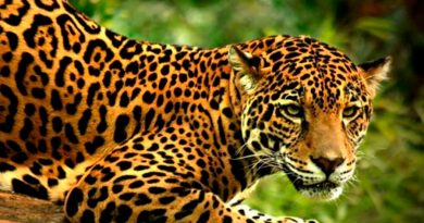 ¡Fantástico¡ El número de jaguares en México creció 20%