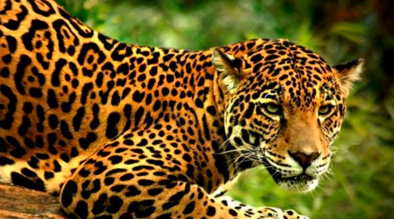 ¡Fantástico¡ El número de jaguares en México creció 20%