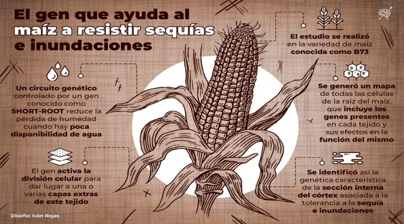 Científico mexicano identifica el gen que ayuda al maíz a resistir sequías e inundaciones