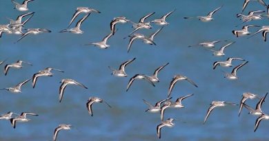 Las aves migratorias tienen plumas más claras para volar más