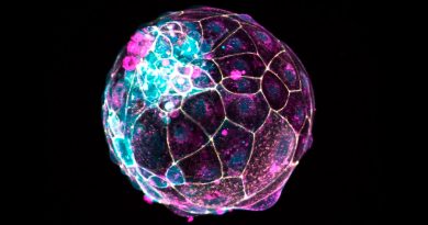 Crean imitación de un embrión a partir de células madres humanas