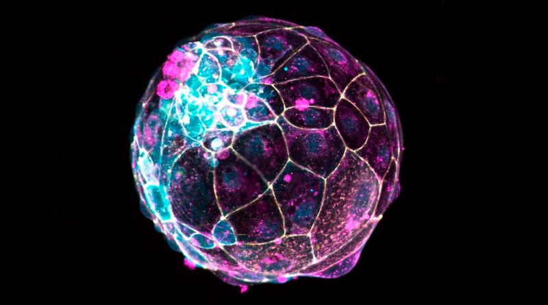 Crean imitación de un embrión a partir de células madres humanas