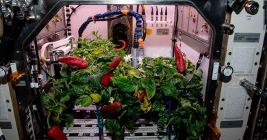 El experimento de la NASA de cultivar pimientos picantes en la EEI bate dos récords