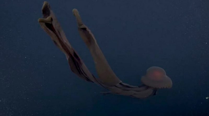 Así luce la medusa gigante fantasma, una extraña especie