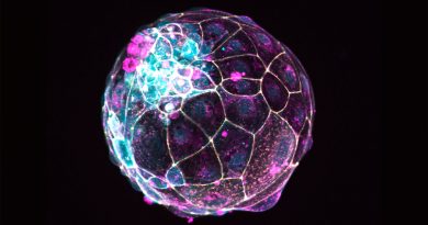 Científicos simulan el inicio de un embarazo usando un embrión artificial
