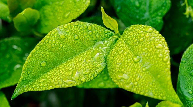 Científicos resuelven el enigma del secreto poder regenerativo de las hojas de hierba