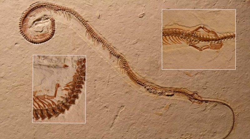 Misteriosa ‘serpiente’ de cuatro patas intriga a los científicos