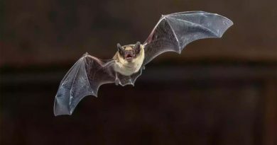 Científicos descubren cómo las madres murciélago enseñan a las crías a orientarse
