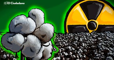 Desarrollan súper semillas de algodón con energía nuclear