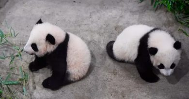 Presentan por primera vez al público a gemelas panda en un zoo francés