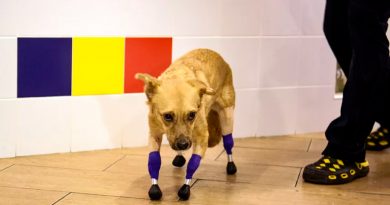 Una perrita rusa vuelve a andar tras ponerle cuatro prótesis en las patas