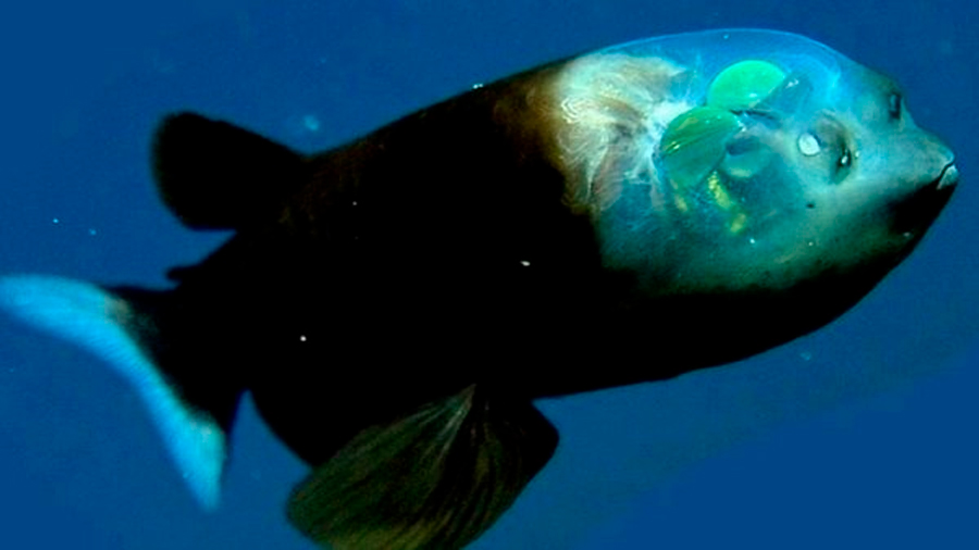 ¡Insólito! Un extraño pez con cabeza transparente es captado en video