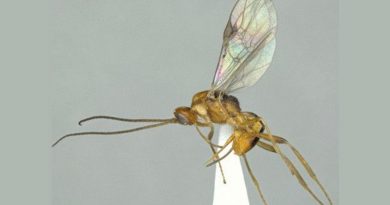 Descubren una nueva especie de avispa parasitoide en Okinawa