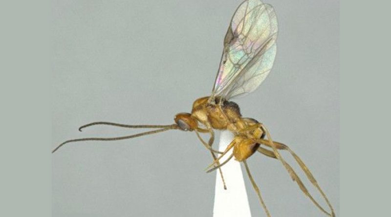 Descubren una nueva especie de avispa parasitoide en Okinawa