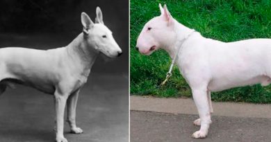 Razas de perros que han sido muy modificadas genéticamente: antes y después