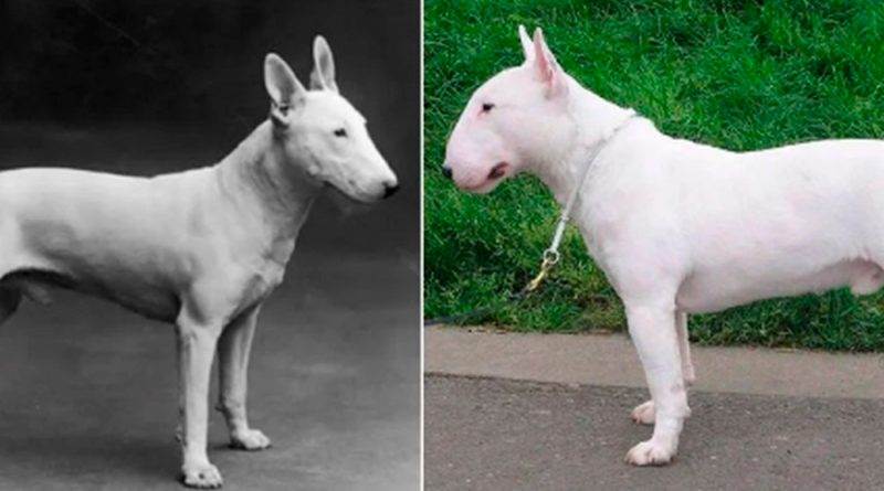 Razas de perros que han sido muy modificadas genéticamente: antes y después