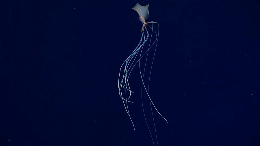 “Fantasmal” y “alienígena”: Hallan un calamar gigante de aguas profundas en EU