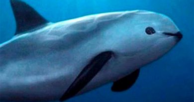 ¡Vaquita marina en México sufre otro descalabro! Población cayó de 10 a 8 ejemplares