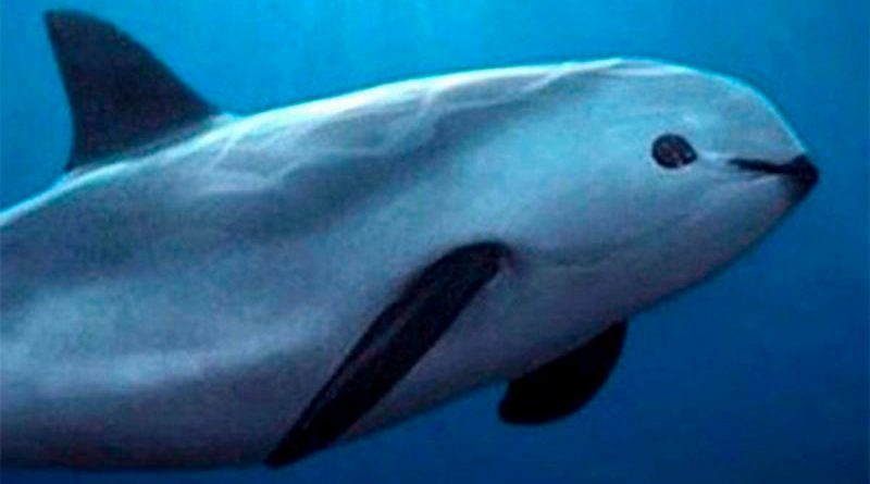¡Vaquita marina en México sufre otro descalabro! Población cayó de 10 a 8 ejemplares