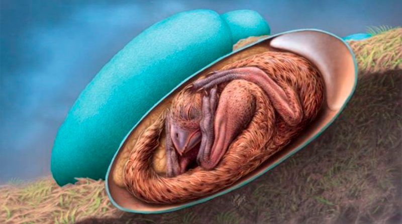 Hallan embrión de dinosaurio en postura de pájaro dentro de un huevo fósil
