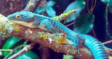 El “dragoncito azul” mexicano, especie de reptil en peligro de extinción
