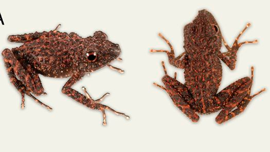 Con verrugas y ojos rojos: esta es la nueva especie de rana hallada en Madagascar