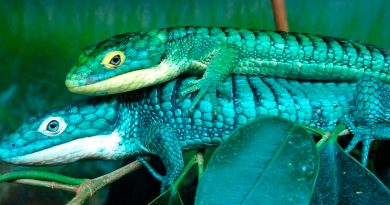 El 'dragoncito azul' mexicano, la extravagante especie de reptil que está en peligro de extinción