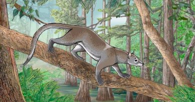 Los mamíferos modernos se originaron tras el fin de los dinosaurios