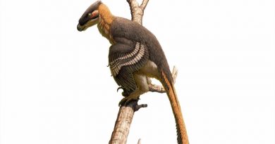 Nuevo dinosaurio depredador con forma de pájaro hallado en Inglaterra