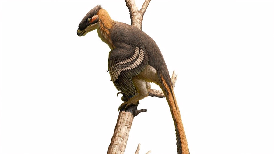 Nuevo dinosaurio depredador con forma de pájaro hallado en Inglaterra