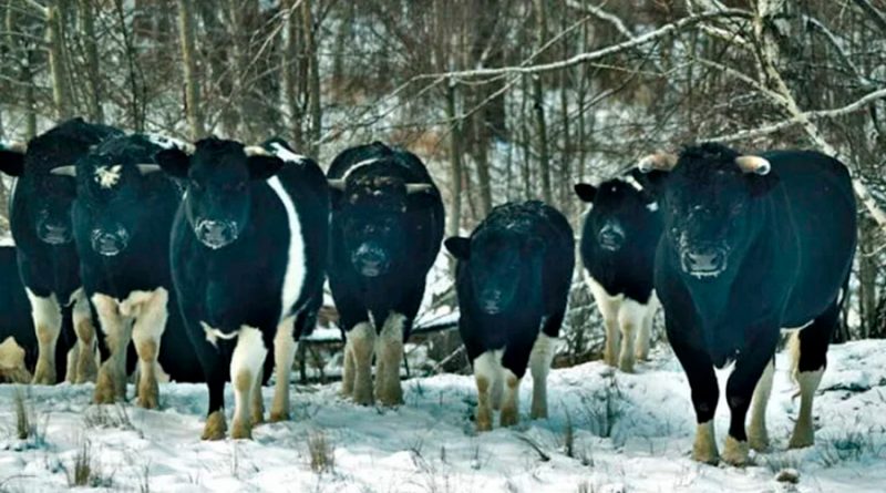 Vacas abandonadas en Chernobyl se volvieron salvajes