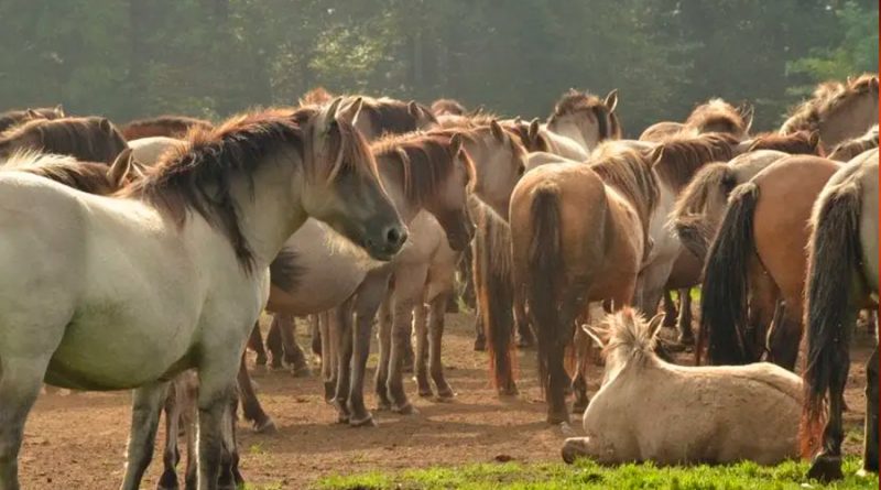 Los caballos salvajes forman harenes en el centro de sus manadas