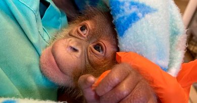 Nace en Nueva Orleans una cría sana de orangután de Sumatra