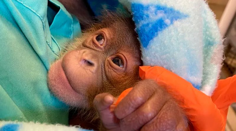 Nace en Nueva Orleans una cría sana de orangután de Sumatra
