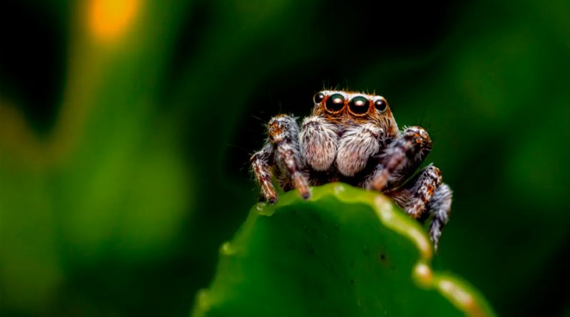 No subestimes a las arañas saltarinas, son más listas de lo que crees