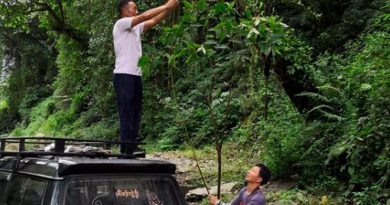 Descubren en el Tíbet una Begonia gigante de 3.6 metros de altura