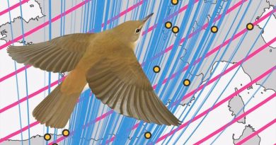 Información del campo magnético terrestre dice a las aves dónde y cuándo dejar de migrar