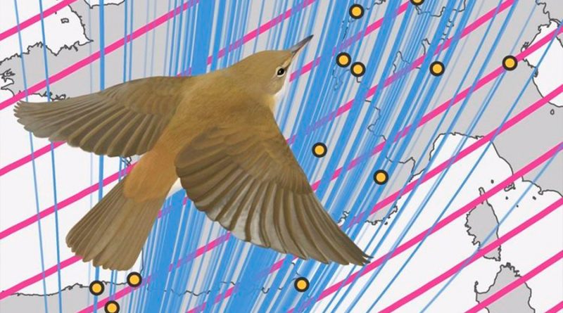 Información del campo magnético terrestre dice a las aves dónde y cuándo dejar de migrar