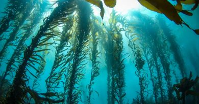 Investigadores israelíes crean corrientes eléctricas a partir de algas marinas
