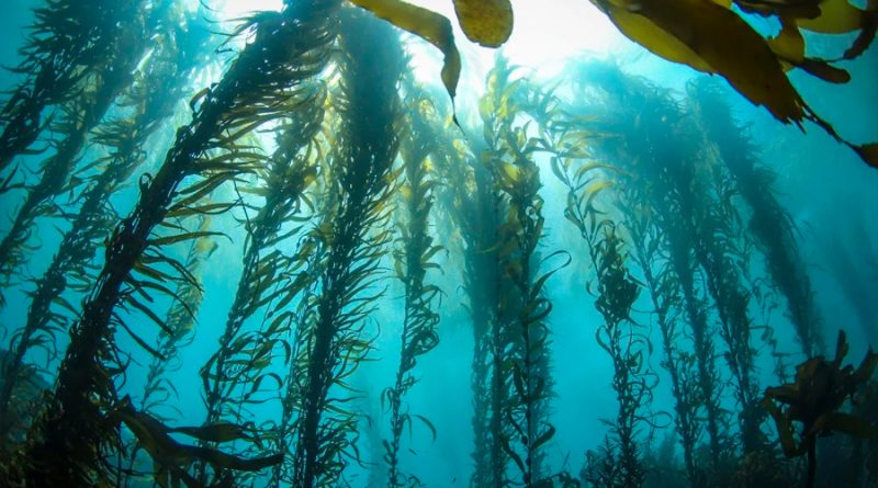 Investigadores israelíes crean corrientes eléctricas a partir de algas marinas